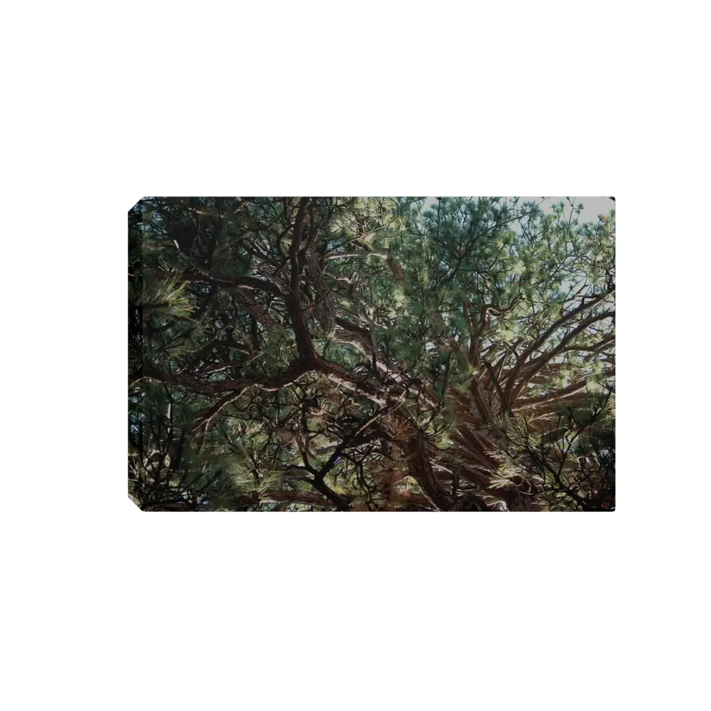 Ponderosa Sky Canvas Print